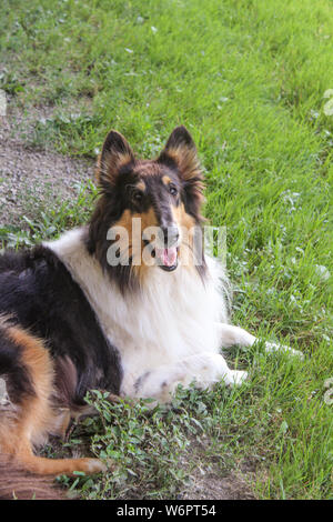 Tri Color Rough Collie Lying in Grass Stock Photo