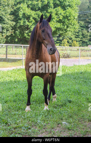 Fresian Cross In Field Stock Photo