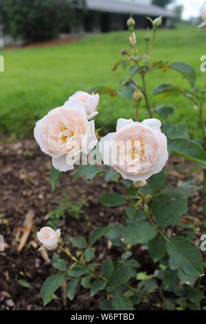 Hybrid English tea Roses blooming in garden. Pink rose flowers design ...