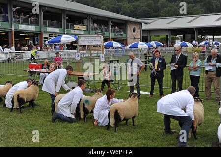 Badger Face sheep being judged at the Royal Welsh Show 2019, Builth Wells Stock Photo