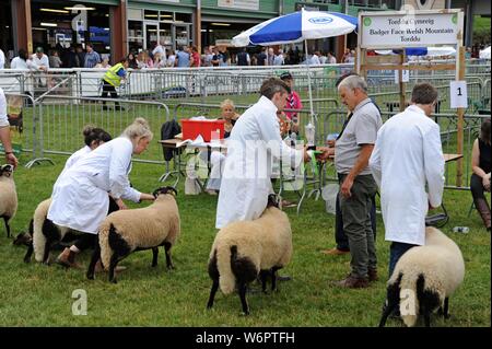 Badger Face sheep being judged at the Royal Welsh Show 2019, Builth Wells Stock Photo