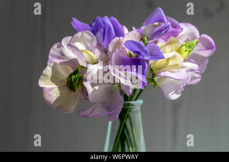 A small, loose arrangement of mixed sweet peas in shades of white and purple against a grey timber background Stock Photo