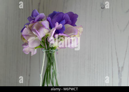 A small, loose arrangement of mixed sweet peas in shades of white and purple against a white timber background Stock Photo