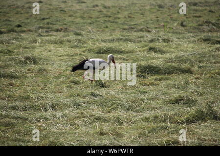 A Stork is searching for food between the drying hay on a meadow in the Netherlands Stock Photo