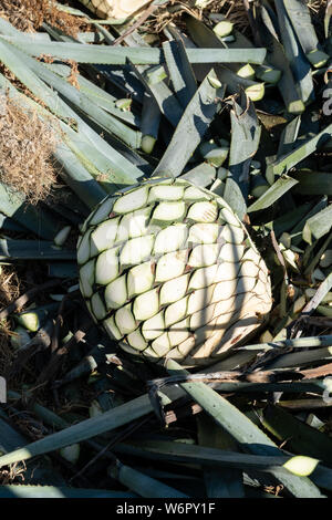Pina agave hi-res stock photography and images - Alamy