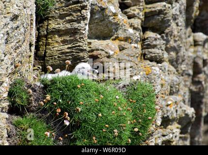 Fulmar Chick in its nest on the cliffs at Hoxa Head. Stock Photo