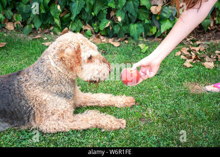 Young woman giving a peach to her dog, an Airdale terrier. He is sitting on the garden grass. Stock Photo