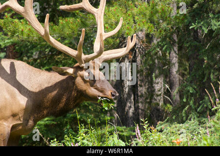 Elk eating local vegetation in Jasper National Park in Canada Stock Photo