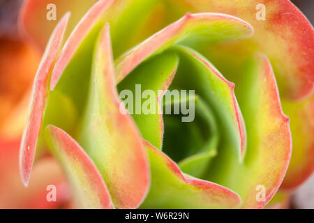 Flora of Gran Canaria - rosette of leaves of Aeonium canariense ssp virgineum Stock Photo