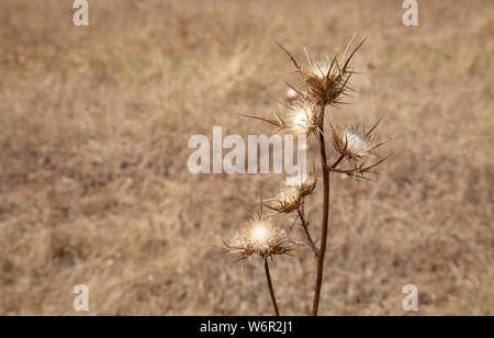 Flora of Gran Canaria -  Notobasis syriaca or Syrian thistle, dry seedheads Stock Photo