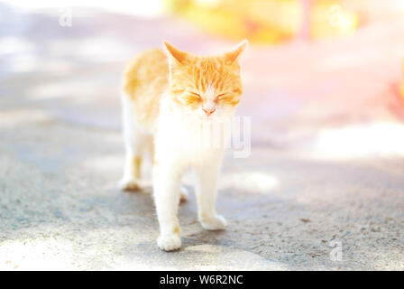 Cat hunting in meadow at sunset. Soft light rays Stock Photo