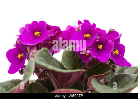 purple african violet isolate don white background Stock Photo