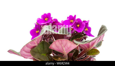 purple african violet isolate don white background Stock Photo