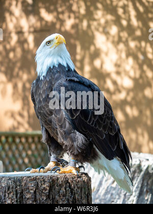 Mature Bald eagle standing poised looking up into the air Stock Photo