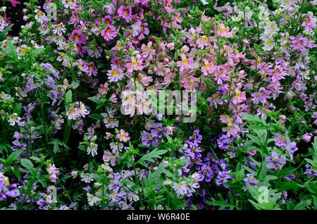 Schizanthus Dwarf Bouquet Mixed Butterfly flowers or Poor mans orchid flowers Stock Photo