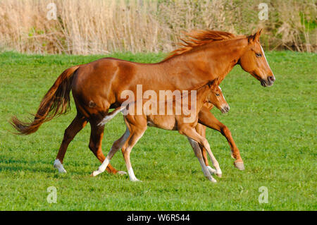 mother mare with foal in synchronous gallop Stock Photo