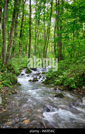 Fast mountain stream in forest, surrounded by greenery. Cascade of small waterfalls in a mountain stream. Environmental Protection. Travel background Stock Photo