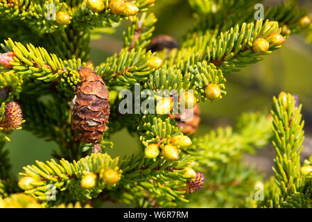 Black spruce cone, Terra Nova National Park, Newfoundland and Labrador, Canada Stock Photo