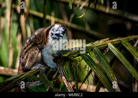 Geoffroy's tamarin (Saguinus geoffroyi), also known as the Panamanian, red-crested or rufous-naped tamari Stock Photo