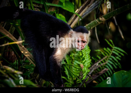 Panamanian white-faced capuchin (Cebus imitator) images Stock Photo