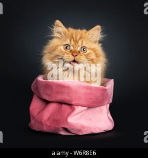 Fluffy red British Longhair cat kitten, sitting in pink velvet bag. Looking at camera with orange eyes. Isolated on black background. Mouth open, surp