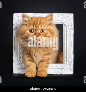 Fluffy red British Longhair cat kitten, standing through white photo frame. Looking at camera with orange eyes. Isolated on black background. Stock Photo
