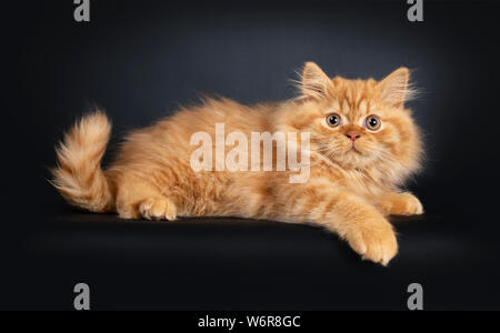 Fluffy red British Longhair cat kitten, laying down sideways. Looking at camera with orange eyes. Isolated on black background. Stock Photo