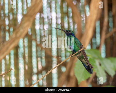 A green and blue hummingbird with a fine tongue extracted, they are the smallest of birds, also know Colibrì Stock Photo