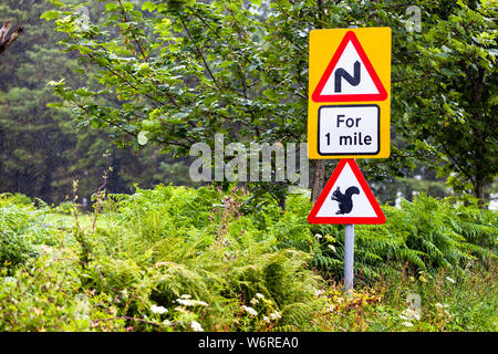 Squirrel on Traffic Sign Stock Photo