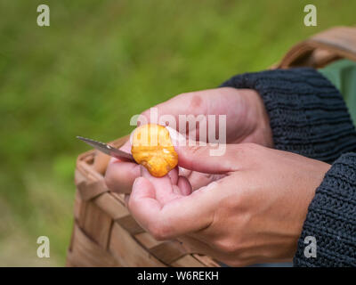 Women hand is clearing chanterelle with knife. Forest and basket in background. Stock Photo