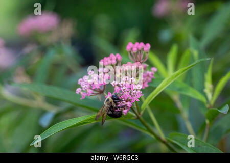 Bumble bee on swamp milkweed Stock Photo