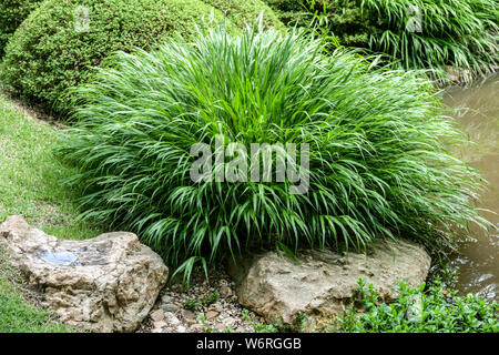 Hakonechloa macra Hakone grass, Japanese forest grass, Beautiful ornamental garden grass Stock Photo