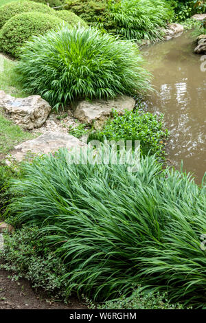 Clumps of ornamental grass, Hakone grass Japanese forest grass Hakonechloa macra in a garden Stock Photo