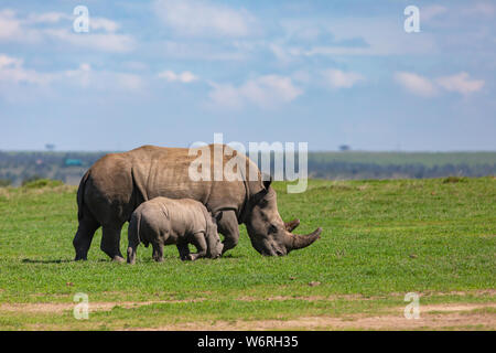 Colour wildlife portrait of two Black Rhinoceros (adult and calf) walking through plain on hot sunny day in landscape orientation, in Kenya. Stock Photo