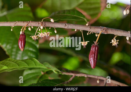 Two young cacao pods growing on farm tree close up view Stock Photo