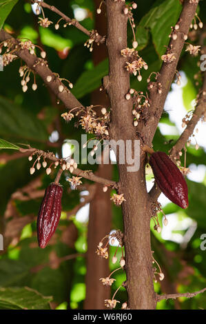 Young red growing cacao pods on branch tree Stock Photo