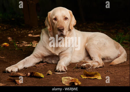 Big labrador dog lay outside on ground garden Stock Photo