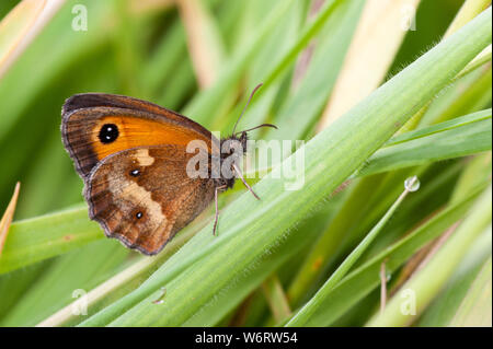 Gatekeeper butterfly resting on blade of grass Stock Photo