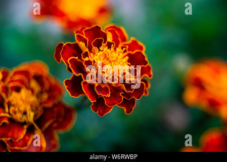 Close up of beautiful Marigold flower or Tagetes erecta, Mexican, Aztec or African marigold in the garden. Macro of marigold in flower bed sunny day. Stock Photo