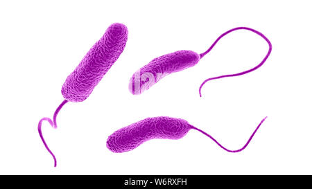 Computer illustration of Ideonella sakaiensis bacteria degrading a ...