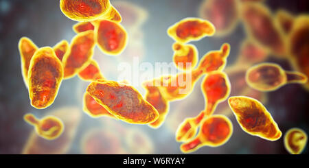 Mycoplasma genitalium bacteria, illustration. M. genitalium is a small parasitic bacterium. It is a sexually transmitted organism that causes non-gono Stock Photo