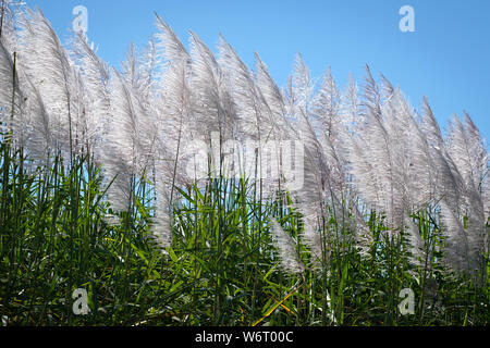 sugarcane flowers closeup in Australia Stock Photo