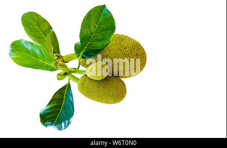 green african juisy breadfuit with leafs on the white background isolated Stock Photo