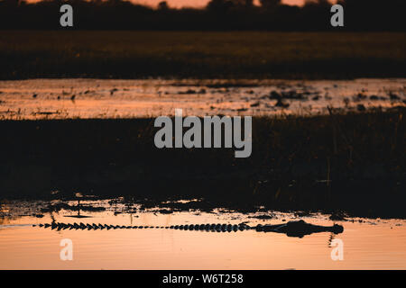 silhouette from crocodile in river at sunset