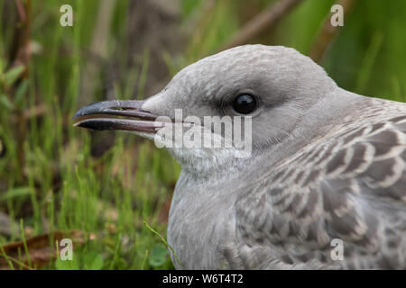 Immature Mew Gull in Alaska Stock Photo