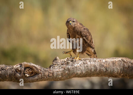 Buteo buteo Common Buzzard raptor Stock Photo