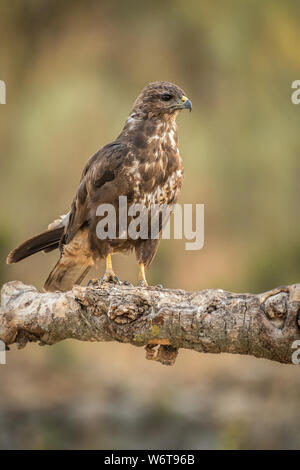 Buteo buteo Common Buzzard raptor Stock Photo