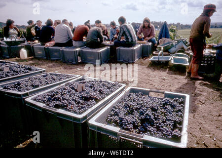 Local residents cooperative means that they all come out to pick the grapes in Champagin. Tubs of dark grapes for red wine. Stock Photo