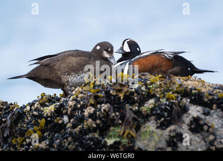 Harlequin duck mating pair Stock Photo - Alamy