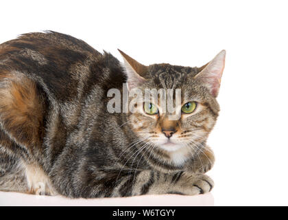 Close up of Bengal tabby mix cat with green eyes on white background. The Bengal cat is a domesticated cat breed created from hybrids of domestic cats Stock Photo